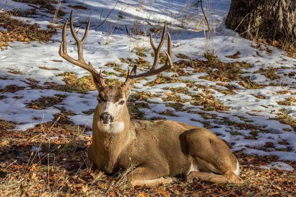 Yosemite Mule Deer | Shutterbug